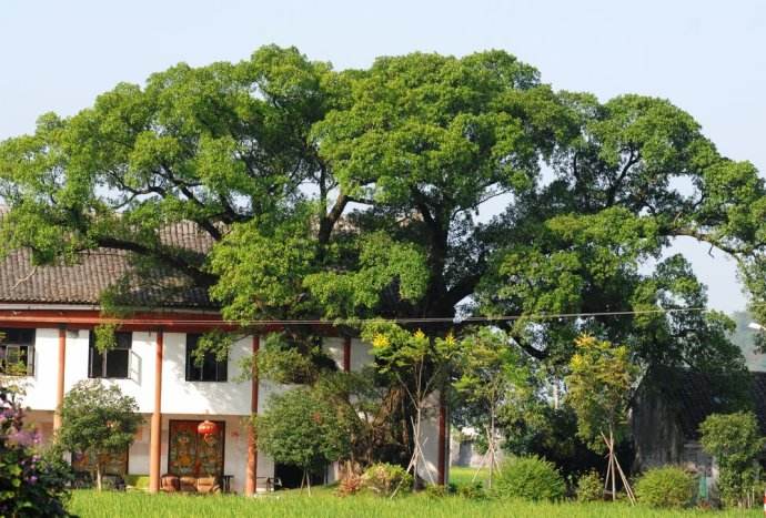 风水中的住宅八大吉树到底吉在哪里